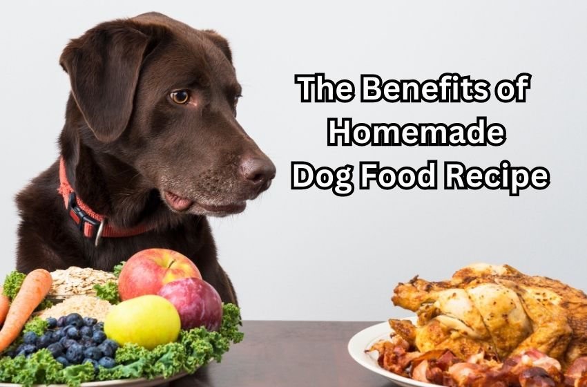 Dog Food Recipe